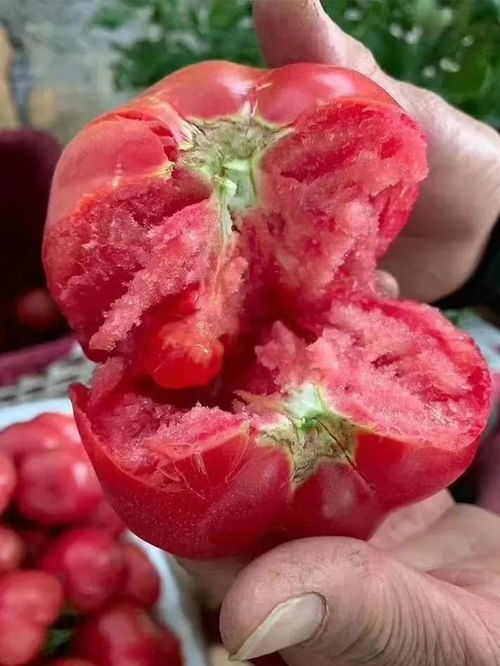 從頂流到棄子 網(wǎng)紅'普羅旺斯番茄'的跌宕之路與生鮮零售啟示錄